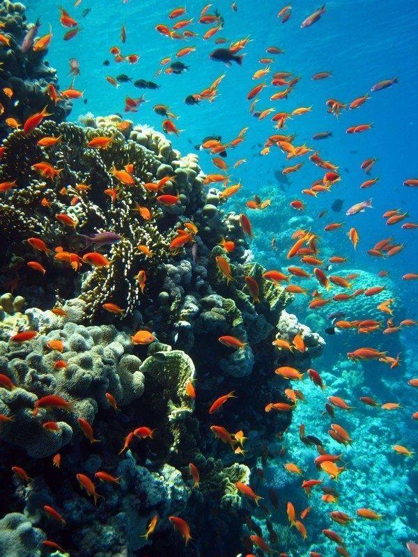 Coral reef with reef fish near the shore